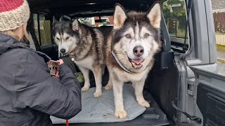 Husky Picks His Best Friend Up In His New Ride!