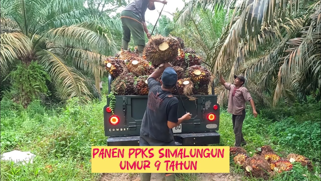 Panen Sawit PPKS Simalungun Penutup || 26 Desember 2024