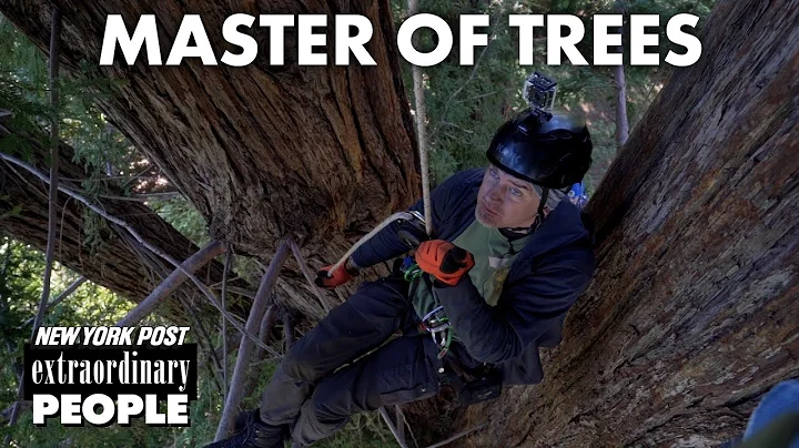 Climbing 1000-Year-Old Redwoods: Easy As One, Two,...