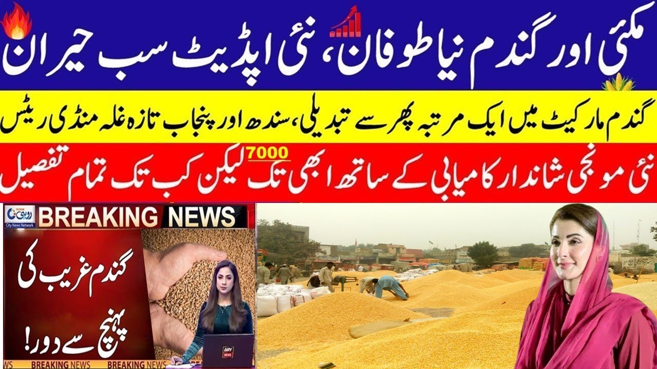 Today Wheat price in punjab | گندم کا ریٹ2026 | munji makki till sarso | Galla mandi rate today 2026