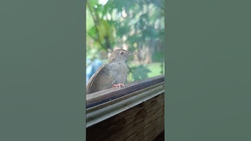 a little Bird fighting with a black mirror glass #shorts #villagerslife #birds