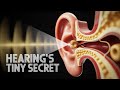 Ears Are Listening Without This One Tiny Organ