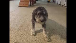 Playtime at Dogs On The Farm & Cats Too!