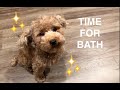 How to give toy poodle a bath!