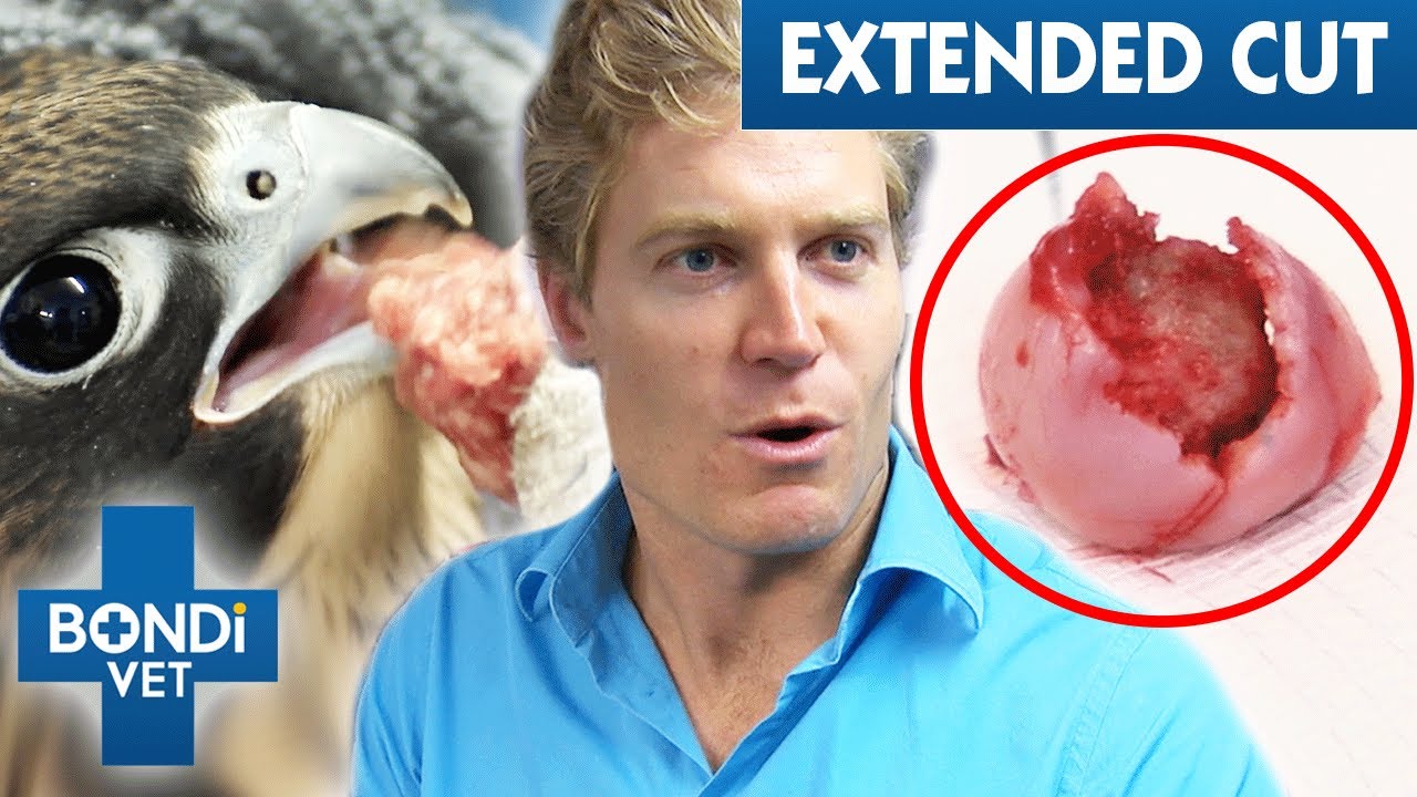 Vet Chops Off Dog's Bone Head Which Is Crumbling Apart 😵 Bondi Vet Clips Bondi Vet YouTube