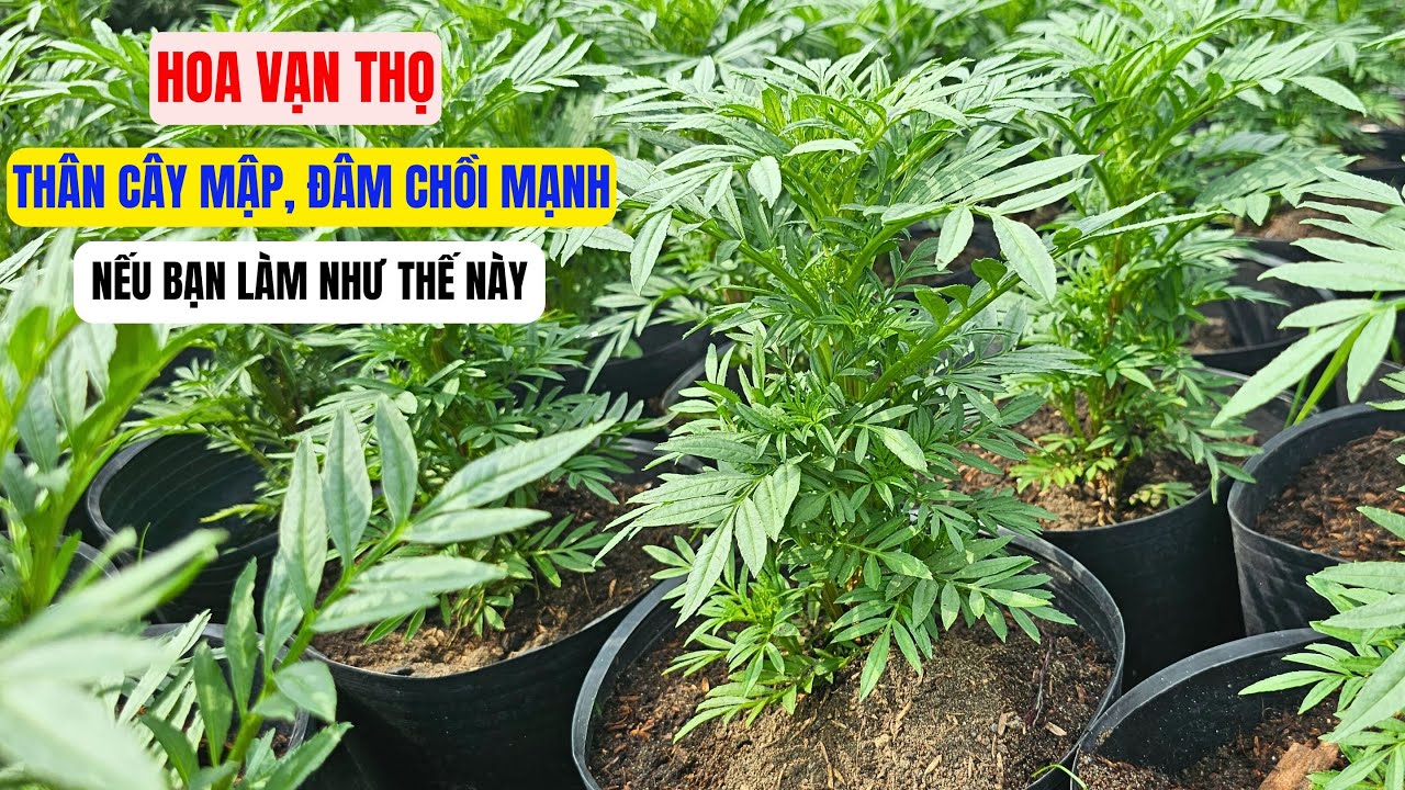 Cách làm cho cây hoa vạn thọ mập và đâm chồi mạnh
