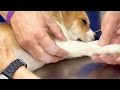 Puppy with Fractured Leg Hopes to Avoid Amputation