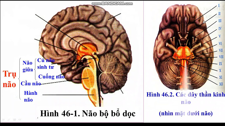 So sánh đại não và tiểu não ve chức năng năm 2024