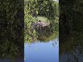 Вечерняя прогулка #nomusic #spring #nature #people #dog