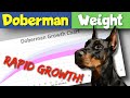 From Cute Puppy to Monster Doberman: Growth Chart and Adult Weights