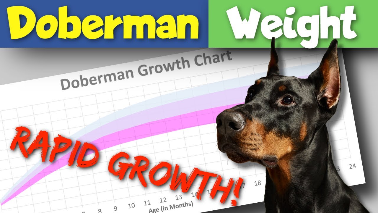 Doberman Weight: Growth Curve And Average Weights - Doberman Planet