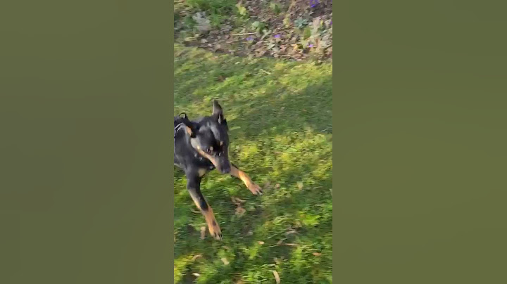 Excited Dogs Zooms Around in the Garden - 1180660