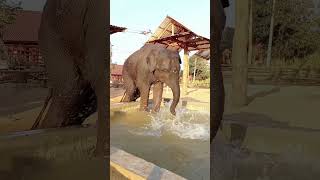ช้างน้อยน่ารัก cuteelephant  elephant  elephants ช้างแอฟริกา ช้างไทย