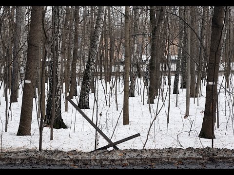 ЛЕСОК ЩУЦКОГО