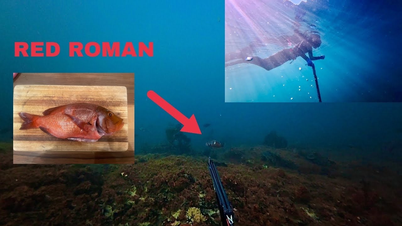 Spearfishing in FALSE BAY for RED ROMAN[south africa]