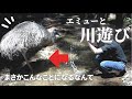 エミューを初めて川に連れて行ったらとんでもないことになりました