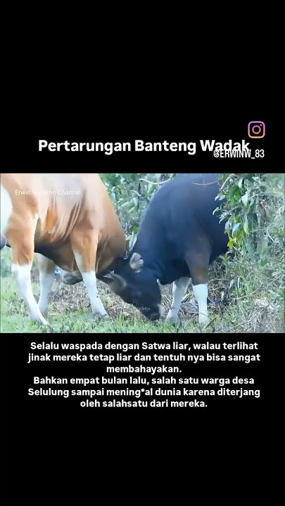 Sampi duwe Banteng wadak bertarung