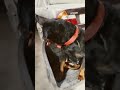 Rottweiler dog 🐕🐕🐶 dance# Odia movie song#viral #trending short video#power Odia movie 🍿🍿🎥