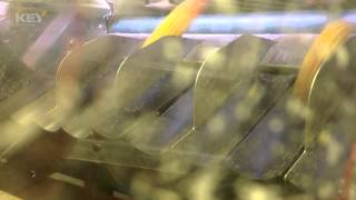 Seed Corn on Veo™ Optical Sorter