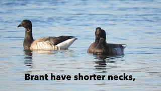 Brant are Beautiful