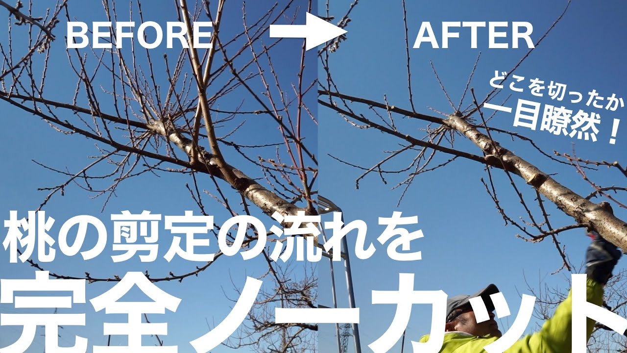 桃の剪定 -切る前の確認から、切り終えるまでの一連の流れを完全ノーカット-