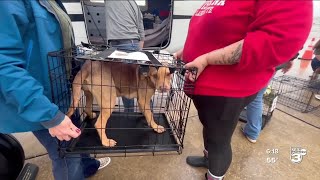 Pilots to the Rescue flying dogs to New York