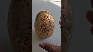 Cracking Easter Golden Egg wasn't easy! #shorts