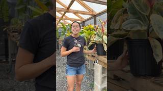 Calling ALL Ficus Lovers‼️ #plantshop #plantlover #ficus #plantcollection