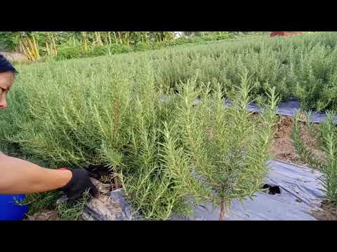 Video: Cách gieo hạt ngày (có hình ảnh)