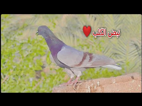 حمام اللوت طيرة الاخ رزاق المالكي نبض الگلب