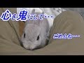 子ウサギのことを思えば こうするしか・・・