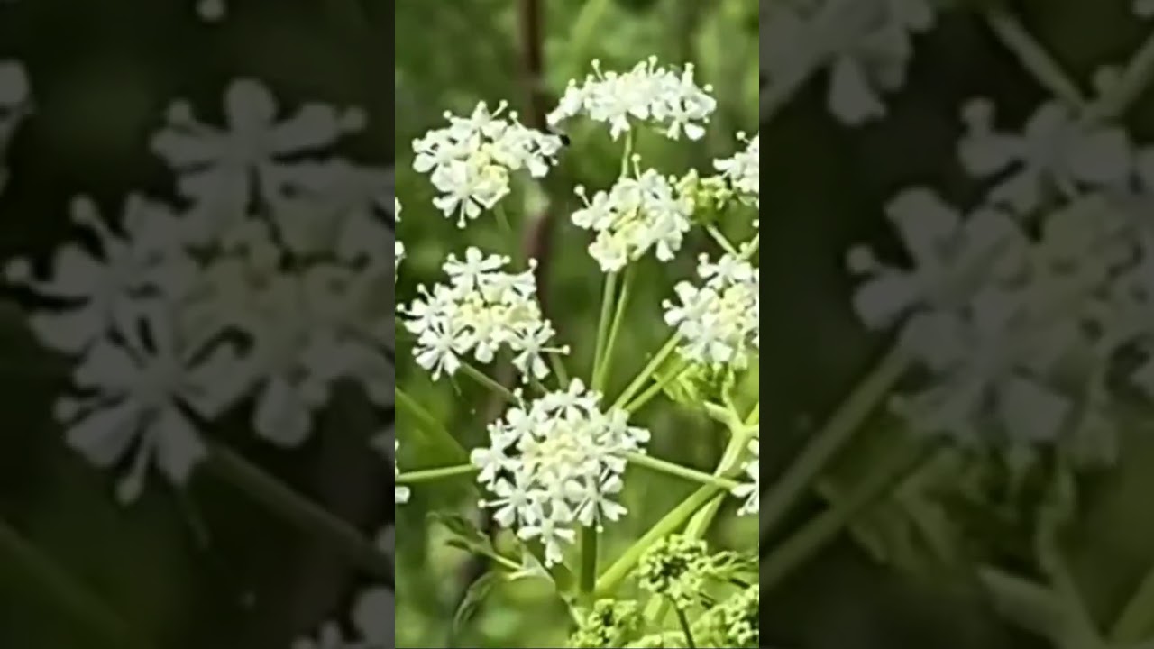 Poison hemlock is a highly poisonous plant!!