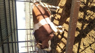 İnek Sesi - İnek Mö