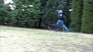 condor movements.wmv