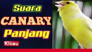 Suara Kenari Gacor Panjang Tanpa Putus DOWNLOAD Sang Juara