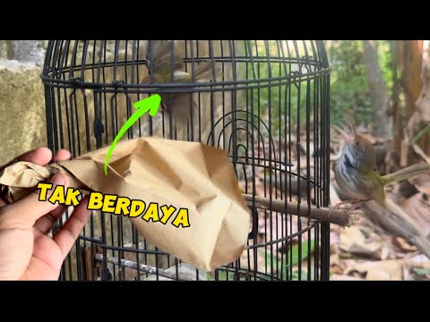 Baru ngombyok langsung kita test, alhasil dihajar sampai kelabakan