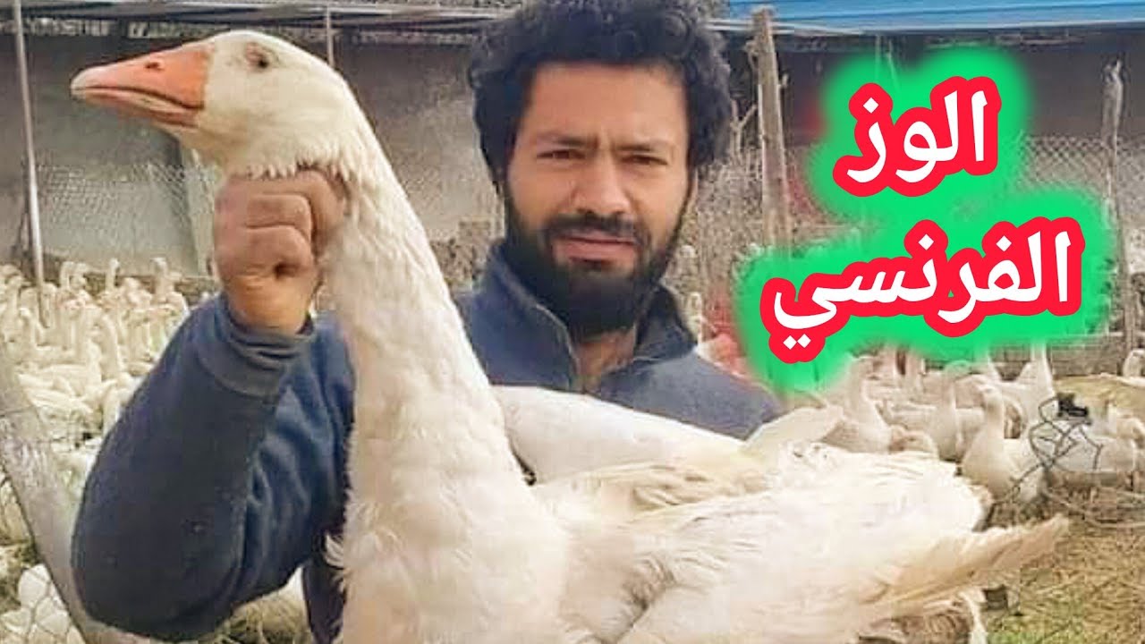 اكبر مزرعة للوز الفرنسي في مصر من المشاريع البسيطه المربحه جدا