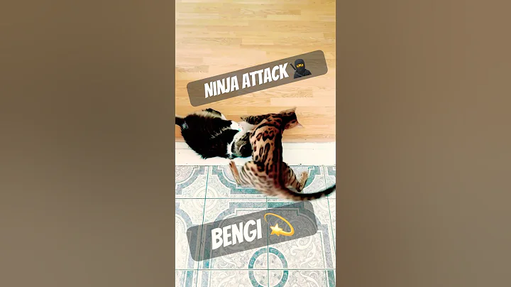 Video 10207981: bengal cat fight, bengalcat cat