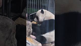 Panda Meng Er and Nannies #panda #menger #萌二 #멍얼 #beijingzoo #cute #moments #pandananny #fypシ