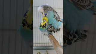 Show Jumbo Muhabbet Kuşu Çiftleşmesi