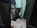 #cachorro #petsfofinhos @Belinhodanado