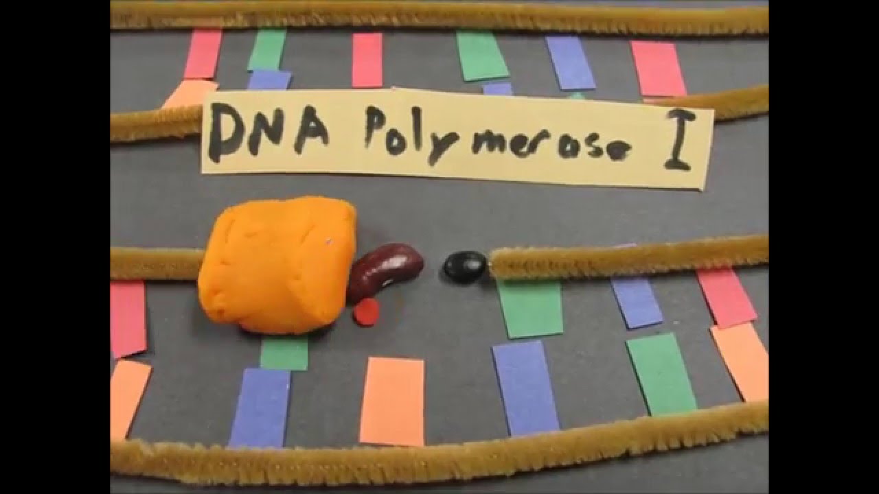 DNA Replication