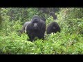 Gorillas in Rwanda charging