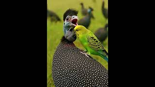 Budgies Save An Infected Crested Guinea Fowl With A Tumor  An Incredible Rescue