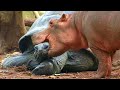 Una Tortuga De 130 Años Rescata La Vida De Un Hipopótamo Bebé, Hoy Son Los Mejores Amigos