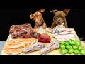 犬のASMR!!豪快に噛み砕くピットブルの咀嚼音がクセになる牛タン アヒルの頭 牛の肋軟骨 馬の肺 ブロッコリー サーモン うずらのたまご