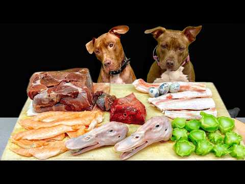 犬のASMR!!豪快に噛み砕くピットブルの咀嚼音がクセになる牛タン アヒルの頭 牛の肋軟骨 馬の肺 ブロッコリー サーモン うずらのたまご