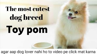 Toy pom available for sale || small and cute || best family dogs || toy pom facts in hindi