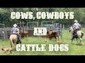 RAISING BEEF CATTLE FOR BEGINNERS – Cows, Cowboys and Cattle Dogs
