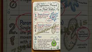 The Invisible Living World l #class8 l S #science l #curiosity l #ncert l #studymaterial